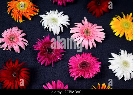 Composition florale et magnifiques fleurs de gerbera fleurs fraîches isolées sur fond noir. Banque D'Images