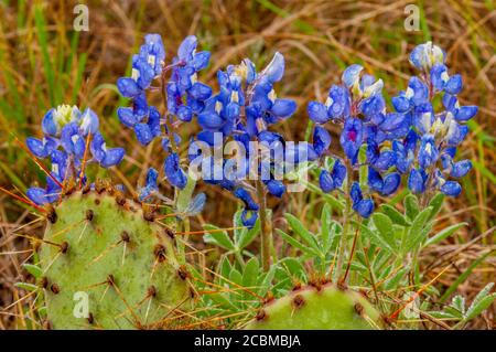 Bluebonnets (Lupinus texensis) et Opuntia, communément appelé poire pirickly, cactus dans le pays de Hill au Texas près de Hunt, États-Unis. Banque D'Images