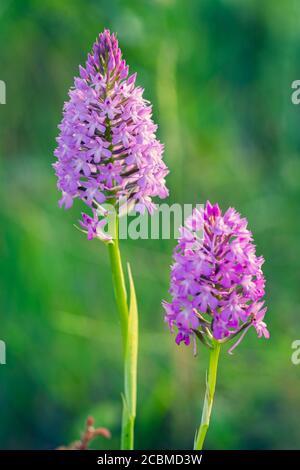 Fleurs orchidée pyramidale (Anacamptis pyramidalis). Banque D'Images