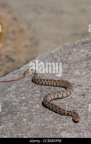 Un serpent d'eau à craquer (Nerodia erythrogaster transversa) est en voie de ramper sur une roche dans le pays de Hill au Texas près de Hunt, États-Unis. Banque D'Images