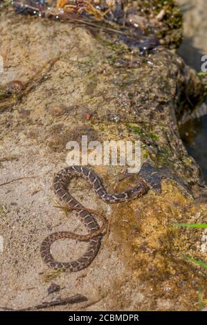 Un serpent d'eau à craquer (Nerodia erythrogaster transversa) est en voie de ramper dans l'eau dans le pays de Hill, au Texas, près de Hunt, aux États-Unis. Banque D'Images