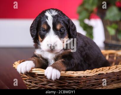 F1 Bernedoodle miniature tricolore Puppy dans un panier Banque D'Images