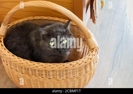 Chat mignon assis dans un sac en osier. Drôle de chaton se cachant dans le panier. Gros plan de chat gris foncé sous osier sur le sol Banque D'Images