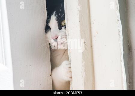 Un chat curieux piquer à travers une fissure laissée par une porte partiellement ouverte. Le chat intérieur regarde curieusement l'extérieur. Banque D'Images