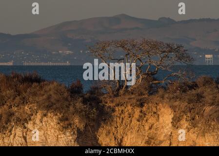 Un seul arbre à tête en bois pousse sur une petite île de la baie de San Pablo, dans la région de la baie de San Francisco. Banque D'Images