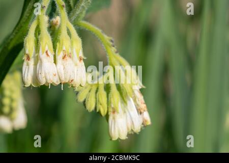 Gros plan de fleurs communes de comfrey (symphytum officinale) en fleurs Banque D'Images