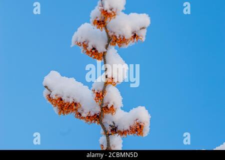 Un brousse de noisettes fleuries est couvert de neige dans un jardin en janvier à Bellevue, État de Washington, États-Unis. Banque D'Images