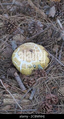 Champignon à la Pedriza Banque D'Images