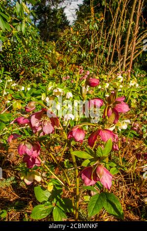 Un jardin avec des plantes hellébore fleuries à Bellevue, État de Washington, États-Unis. Banque D'Images