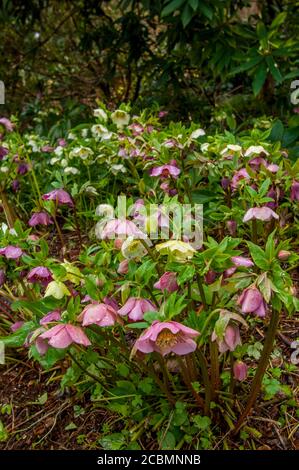 Un jardin avec des plantes hellébore fleuries à Bellevue, État de Washington, États-Unis. Banque D'Images