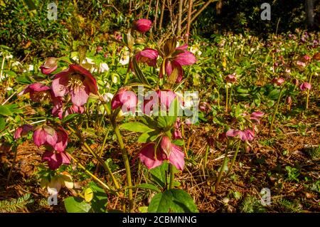 Un jardin avec des plantes hellébore fleuries à Bellevue, État de Washington, États-Unis. Banque D'Images