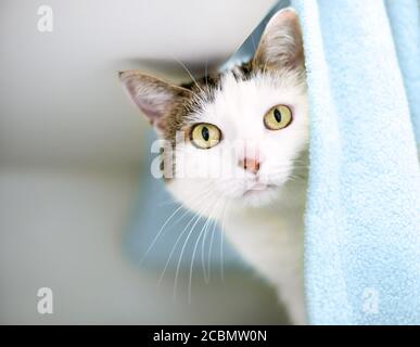 Un chat domestique de shorthair timide se pelant de sous un couverture Banque D'Images