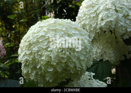 Hydrangea arborescens Incredible ou fort Annabelle blanc a corymbe. Hortensia arborescens, hortensia lisse, hortensia sauvage ou aboyer Banque D'Images