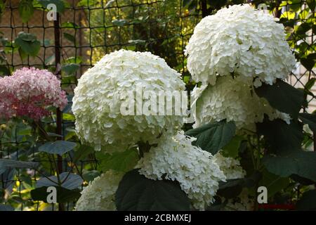 Hydrangea arborescens Incrediball Blush ou Sweet Annabelle Pink a corymb. Banque D'Images