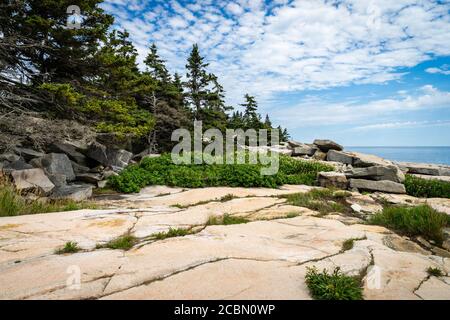 Arbres et roche de granit à Schoodic point dans l'Acadia National Parc dans le Maine Banque D'Images