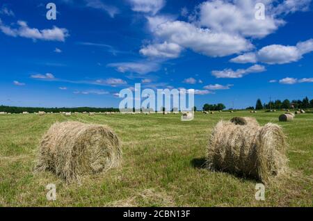 En rouleaux d'été de foin récolté comme fourrage pour le bétail sur une ferme de près Banque D'Images