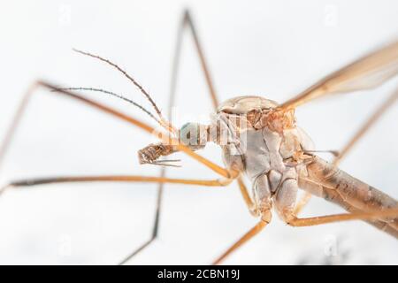 Grue voler. Tipula maxima. Un micro-monde increepy Banque D'Images