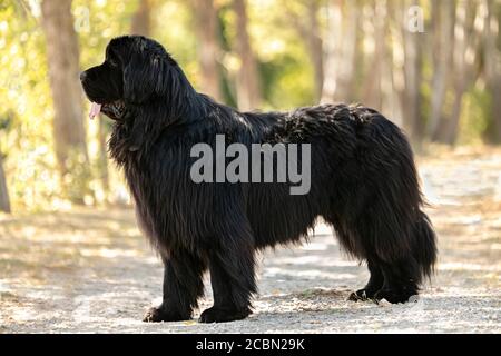 Chien noir de Terre-Neuve debout dans la nature Banque D'Images