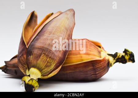 Fleur de Banana brute également connue sous le nom de fleur de Banana ou coeur de Banana sur fond blanc. Curry sabji Sud indien ou pakistanais ou népalais légume exotique t Banque D'Images