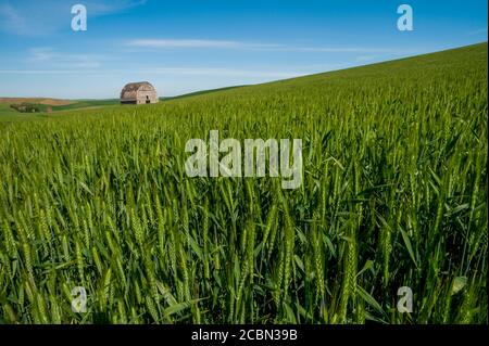 Une ancienne grange dans un champ de blé dans le comté de Whitman dans la Palouse près de Pullman, Washington State, USA. Banque D'Images