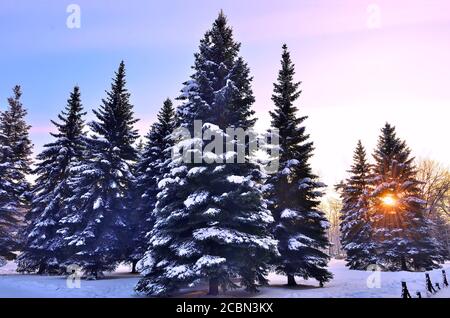 Coucher de soleil ou lever de soleil dans le parc en hiver. Des rayons de soleil dorés brillent à travers les branches d'épicéa. Parc hivernal enneigé avec rétro-éclairage. Le brillant des rayons du soleil Banque D'Images