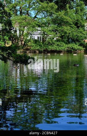 Greenhill Gardens, un parc public de New Barnett, Londres, Royaume-Uni. C'est un lac ornemental avec une zone gazée avec des arbres matures dispersés. Banque D'Images