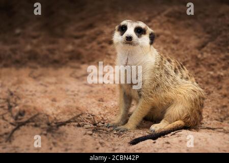 Des bandes sombres isolées à l'arrière et un bout noir Queue meerkat (Suricate) assis seul sur le sol Banque D'Images