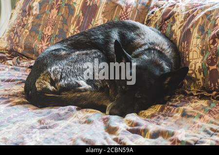 Le Berger allemand Husky de Sibérie a dort sur un lit Banque D'Images