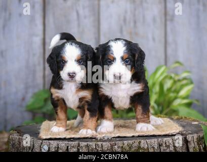 Deux chiots bernedoodle miniatures tricolores F1 sur une souche d'arbre jardin Banque D'Images