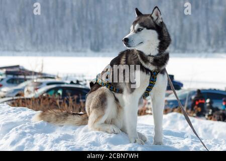 Chien, Husky sibérien assis dans la neige. Banque D'Images