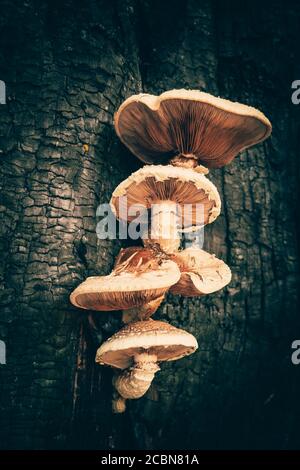 Les champignons mystérieux poussent sur le tronc d'arbre brûlé, concept d'halloween, vue verticale. Banque D'Images
