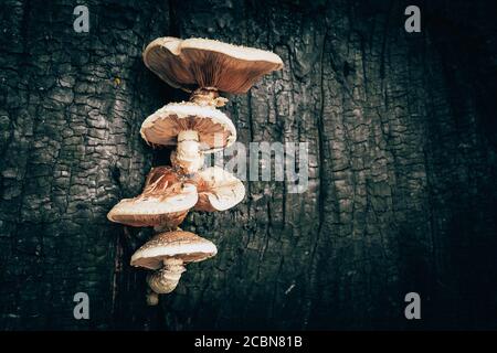Les champignons mystérieux poussent sur le tronc d'arbre brûlé, concept d'halloween, espace de copie. Banque D'Images