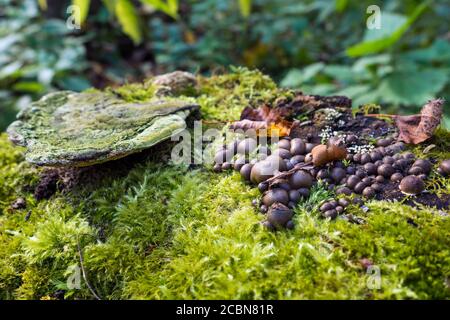 Sclérodermie citrinum, le champignon des boules de terre brunes pousse sur une souche, une mousse verte et un vieux renard faux. Banque D'Images