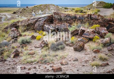 Bois pétrifié d'un ancien arbre, vu de près et à côté des plantes du désert dans le parc national de la Forêt pétrifiée de l'Arizona, États-Unis Banque D'Images