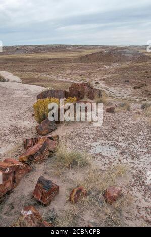 Bois pétrifié d'un ancien arbre, vu de près et à côté des plantes du désert dans le parc national de la Forêt pétrifiée de l'Arizona, États-Unis. Banque D'Images