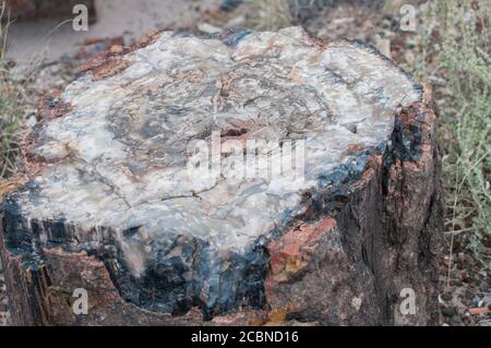 Pierre multicolore dans une vue rapprochée en bois pétrifié dans le parc national de la forêt pétrifiée en Arizona, États-Unis Banque D'Images