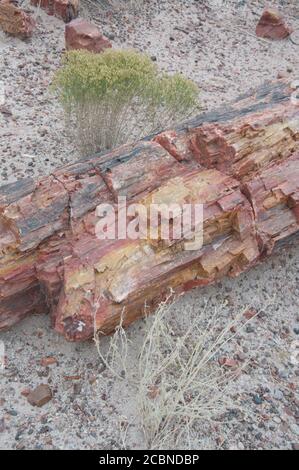 Bois pétrifié d'une ancienne souche d'arbre vue de près et à côté des plantes du désert dans le parc national de la Forêt pétrifiée de l'Arizona, États-Unis. Banque D'Images