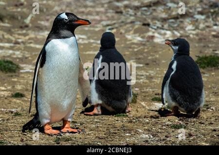 Gentoo Penguin (Pygoscelis papouasie) avec poussins, grave Cove, Port Stanley, îles Falkland (Islas Malvinas), Royaume-Uni Banque D'Images