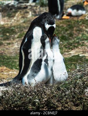 Gentoo Penguin nourrissant ses poussins, grave Cove, Port Stanley, îles Falkland (Islas Malvinas), Royaume-Uni Banque D'Images