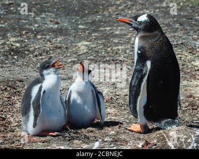 Gentoo Penguin (Pygoscelis papouasie) avec poussins, grave Cove, Port Stanley, îles Falkland (Islas Malvinas), Royaume-Uni Banque D'Images