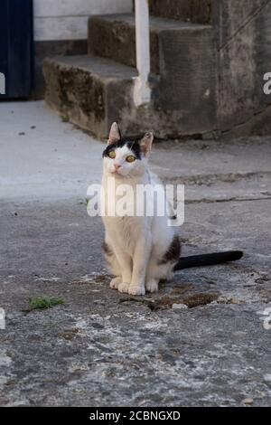 Langrune-sur-Mer, France - 08 04 2020: Chat noir et blanc couché dans l'arrière-cour baigné de lumière du soleil Banque D'Images