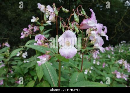 Balsam Impatiens, rose pâle, 'Jewelweed ornemental' dans un jardin de campagne anglais, Lancashire, Angleterre, Royaume-Uni.