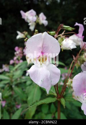 Balsam Impatiens, rose pâle, 'Jewelweed ornemental' dans un jardin de campagne anglais, Lancashire, Angleterre, Royaume-Uni.
