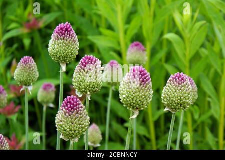 Allium Sphaerocephalon (poireau à tête ronde) à tête ronde, fleurs cultivées à la frontière de RHS Garden Harlow Carr, Harrogate, Yorkshire, Angleterre, Royaume-Uni. Banque D'Images