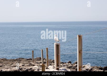 Image de la mouette assise sur la clôture de la côte de l'océan Atlantique et regardant les profondeurs de l'océan, cet endroit s'appelle Boca do Inferno Banque D'Images