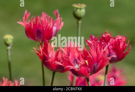 Superbes coquelicots rouges à franges, photographiés dans un jardin urbain au soleil. Banque D'Images
