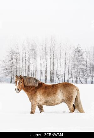 Cheval brun clair barbotant dans la neige sur le terrain en hiver, arbres flous en arrière-plan, photo verticale du côté, avec espace pour le texte de la partie supérieure Banque D'Images