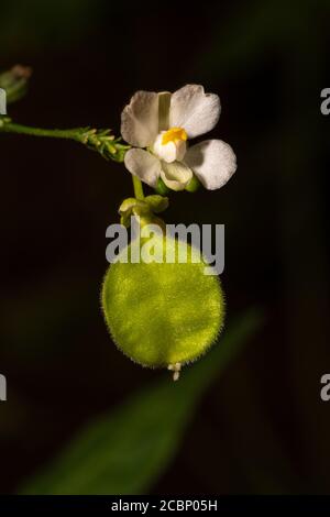 Fleurs et jeunes fruits de la vigne en ballon, de la graine de coeur ou aussi appelé cerise d'hiver (Cardiospermum halicabium) Banque D'Images