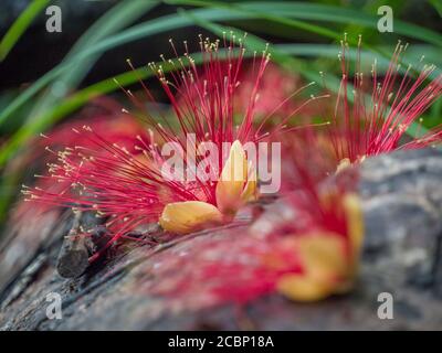 Une belle fleur rouge se trouve sur le tronc d'un arbre renversé dans la jungle amazonienne. Nom: metrosideros polymorpha, fer pohutukawa. Brésil. Amérique du Sud Banque D'Images