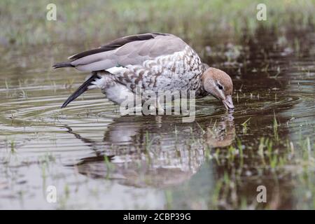 Canard de bois australien se nourrissant de l'herbe dans le champ inondé Banque D'Images